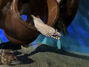 ウツボ