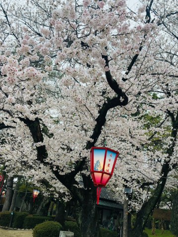  名古屋 城　春まつり