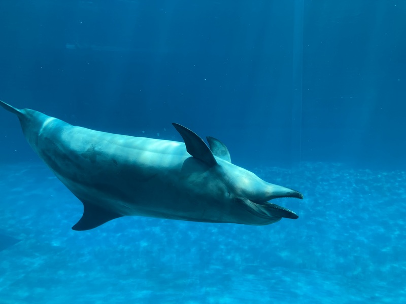 名古屋港水族館