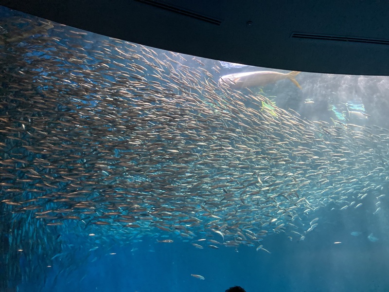  名古屋 港水族館