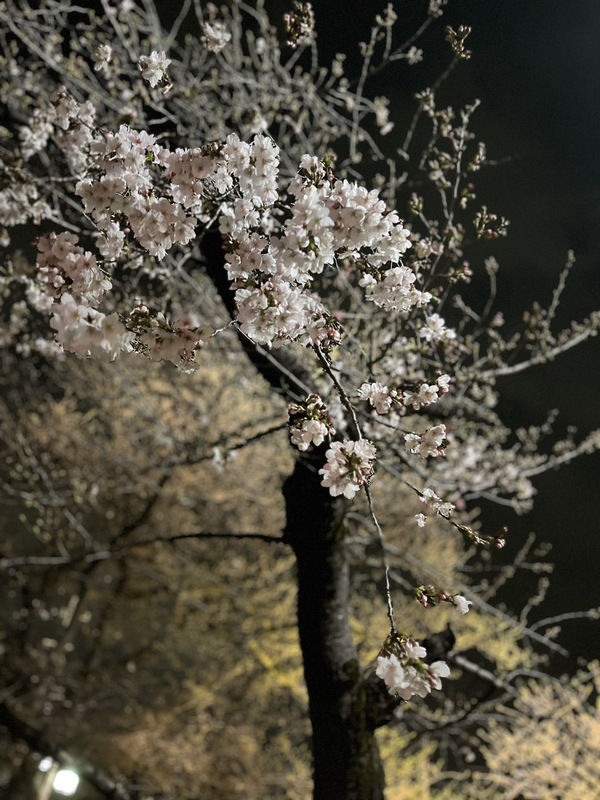 岩倉市の桜祭りに行ってきました！